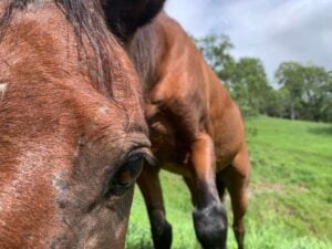 Foster-Horse-Homepage