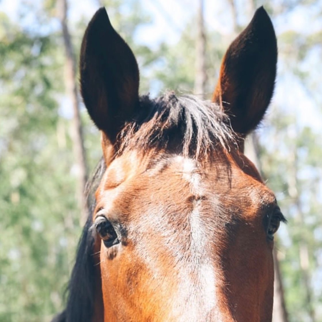 Horse-Rescue-Homepage Horse Rescue