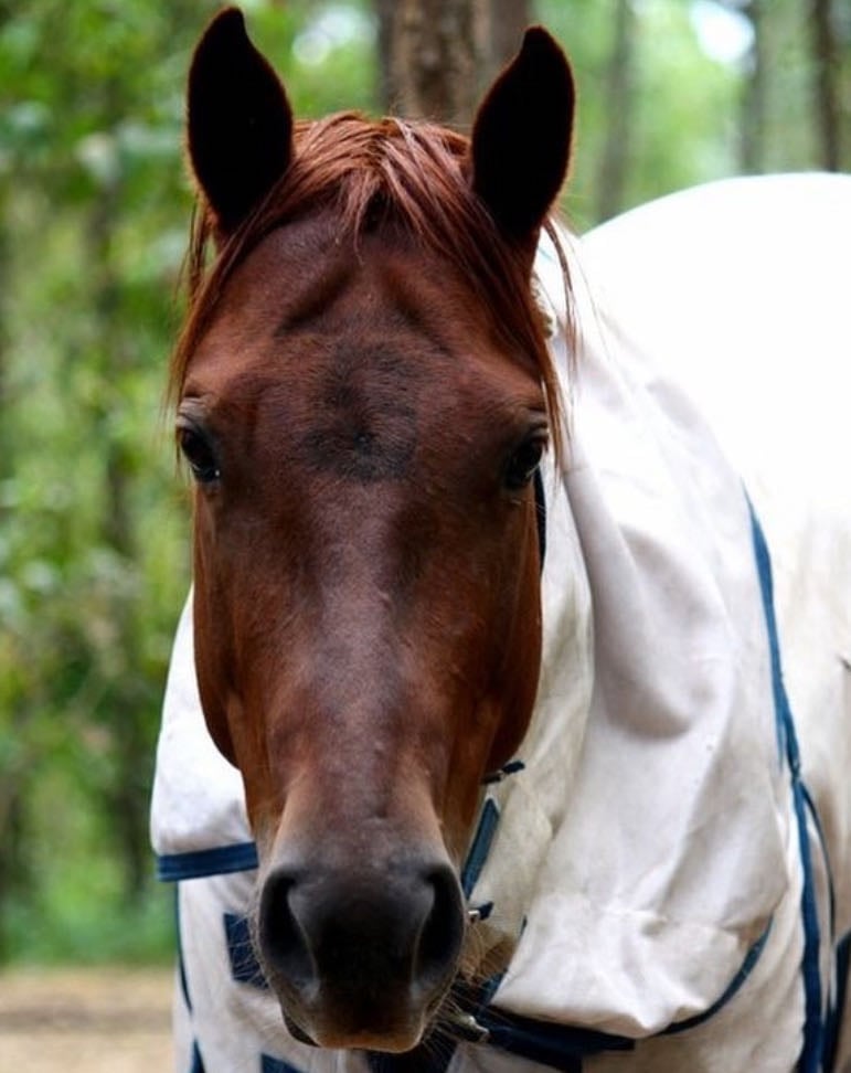 Rehabilitated-Rescue-Horse-About-Page